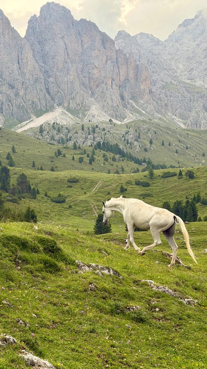 A white horse grazing below Dolomites peaks